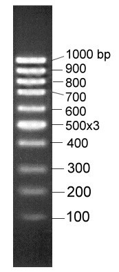 100-1000bp DNA Marker Biobasic-Canada
